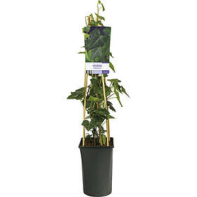 Omnia Garden Storbladig murgröna, 5-pack