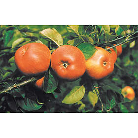Omnia Garden Äpple 'Cox Pomona' CO