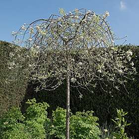Omnia Garden Silverpäron 80-90 cm