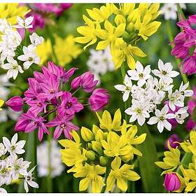 Sam van Schooten Allium Blandade sorter småblommig