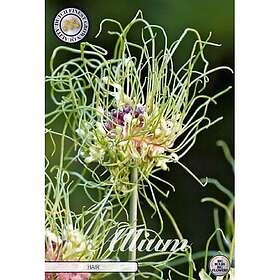 Sam van Schooten Allium Hair