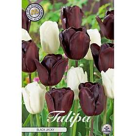Sam van Schooten Perfect Partners, Tulpan, Black Jacky