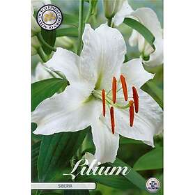 Sam van Schooten Lilja, Orient, Siberica