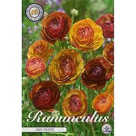 Sam van Schooten Ranunkel, Picotee Cafe