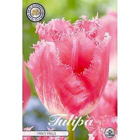 Sam van Schooten Tulpan, Fransig, Fancy Frills