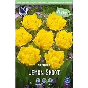 JWA Lefeber Tulpan, Fransig dubbel, Lemon shoot