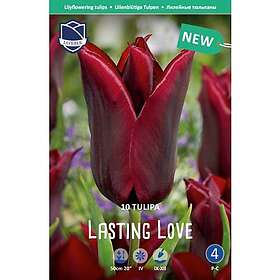JWA Lefeber Tulpan, Lilje, Lasting love