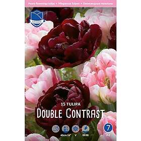 JWA Lefeber Perfect Partners, Tulpan, Double Contrast