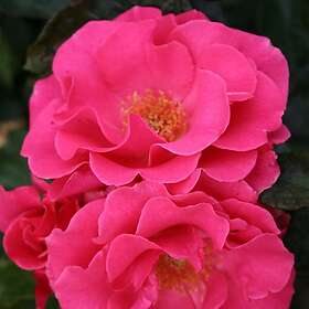 Budde Flerblommig Rabattros Romanze Rosa "Romanze", 1-pack GTG28005