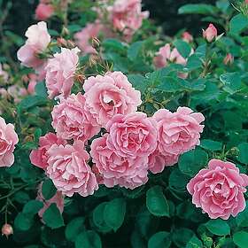 Budde Marktäckande Buskros Sommerwind Rosa "Sommerwind", 1-pack GTG27925