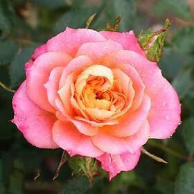 Budde Marktäckande Ros Mandarin Rosa "Mandarin", 1-pack GTG27812