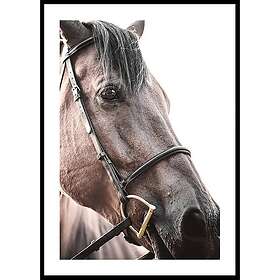 Gallerix Poster Brown Horse Up Close 5343-21x30G