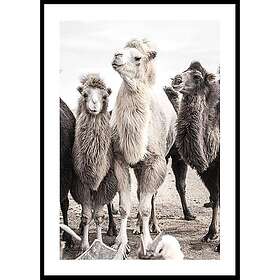 Gallerix Poster Camels 5311-21x30G