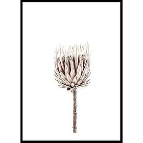Gallerix Poster Dried Flower Up Close 5312-21x30G