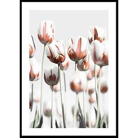 Gallerix Poster Dutch Tulips 30x40 4649-30x40