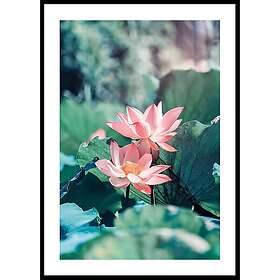 Gallerix Poster Lotus Flowers 30x40 4665-30x40