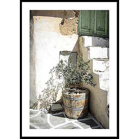 Gallerix Poster Olive Tree Entrance 50x70 4613-50x70