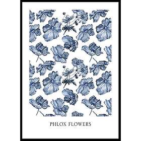 Gallerix Poster Phlox Flowers 30x40 4623-30x40