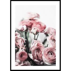 Gallerix Poster Pink Roses 21x30 4650-21x30