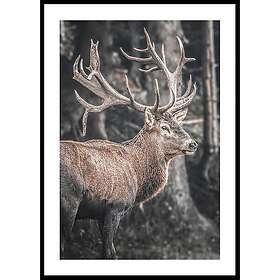 Gallerix Poster Red Deer Rut 50x70 5333-50x70