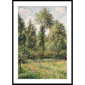 Gallerix Poster Poplars Éragny By Camille Pissarro 50x70 4945-50x70