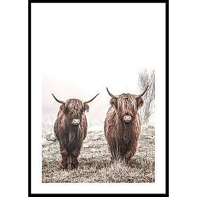 Gallerix Poster Scottish Highlanders No3 70x100 5329-70x100