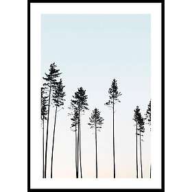 Gallerix Poster Tall Trees At Dusk 70x100 4664-70x100