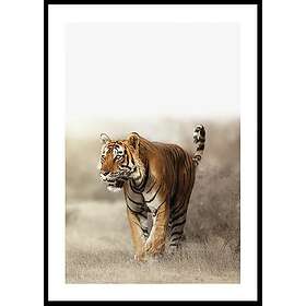 Gallerix Poster Tiger Walk 70x100 5565-70x100