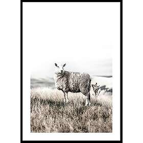 Gallerix Poster White Sheep In Field 70x100 5321-70x100