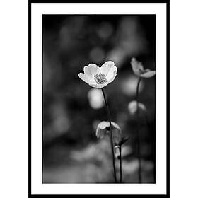Gallerix Poster White Flower BW 70x100 5253-70x100