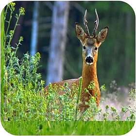 Skånefrö Viltmästarens Intensiv 5kg