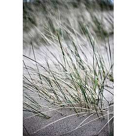 Malerifabrikken Poster Wild straws Beige