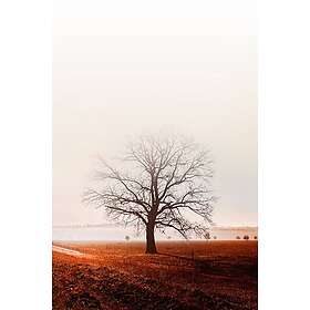 Malerifabrikken Poster Graceland Brun