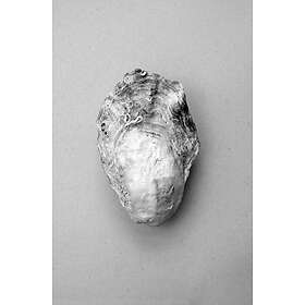 Malerifabrikken Poster Oyster 1 Grå