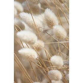 Malerifabrikken Poster Mellow Grasses 8 Beige