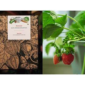 Coolstuff Magic Garden Seeds Old Strawberry Species