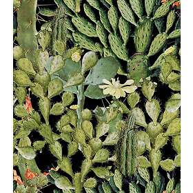 Mindthegap Opuntia Anthracite WP20165