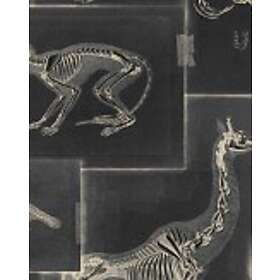 Mindthegap Zooarchaeology Anthracite WP20237