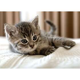 Borg Living Fleecefilt Kattunge 100x140 cm Fleecepläd barn