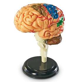 Learning Resources Mänsklig Anatomi Modell Mänsklig Hjärnan 31-Stycken Uppsättning