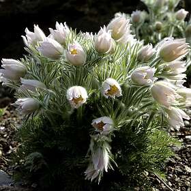 @plant Planta Backsippa Alba Pulsatilla vulgaris 'Alba' 6-pack 101513-6