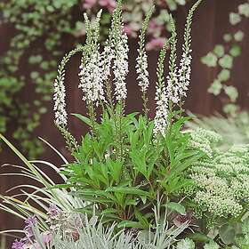 @plant Planta Bäcklysing Autumn Snow 101502-6P