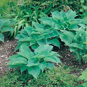 @plant Planta Daggfunkia Sieboldiana Hosta 3-pack GTG30090-3