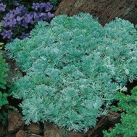 @plant Planta Krypmalört Artemisia schmidtiana 'Nana' 15-pack GTG30006-15