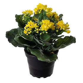 Fröken Fräken Konstväxt Kalanchoe 3423-50-1F