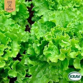 Fröer Eco Grow Plocksallat Green Salad Bowl Eko