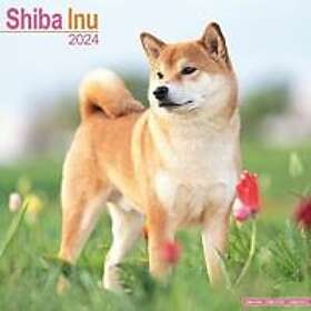 Shiba inu sale pris