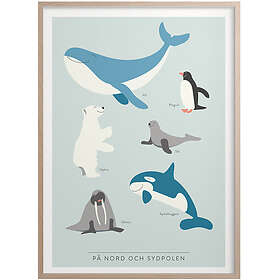 Kunskapstavlan På Nord Och Sydpolen Poster 30x40 cm