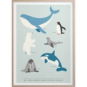 Kunskapstavlan At The North And South Pole Poster 50x70 cm