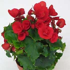 LAT Betuliabegonia . Begonia x hiemalis